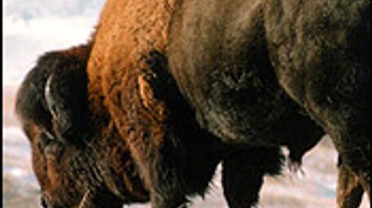 American Bison