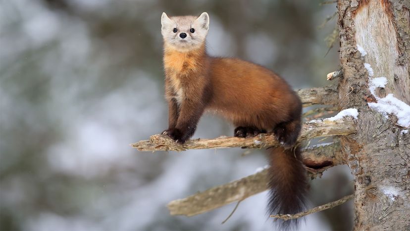 The store marten animal