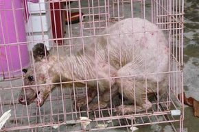 This mysterious beast was captured in China in 2010 and immediately dubbed the &quot;Chinese Chupacabra.&quot; However, tests revealed it was merely an albino civet cat with a skin disease.