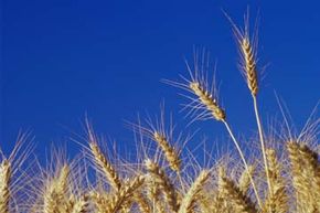 The differences in American and European wheat come down to the amount of gluten and selenium in each.