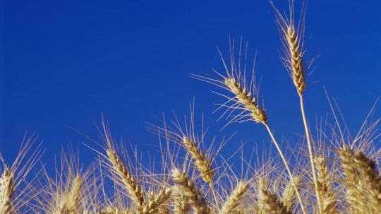 Is American Wheat Different Than European Wheat?