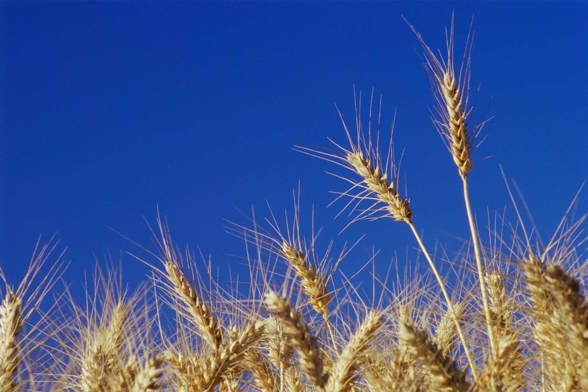 Is American Wheat Different Than European Wheat? | HowStuffWorks