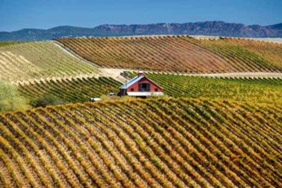 Ultimate Guide to American Wines
