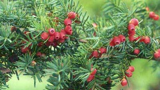 American Yew