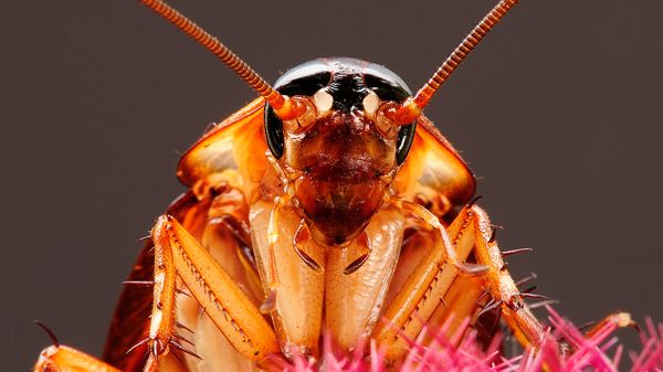 american cockroach close up face picture