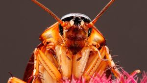 american cockroach close up face picture