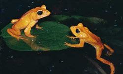 The Golden Toad is one of many amphibian species to recently become extinct.