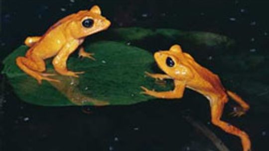 How to Identify Amphibians