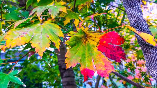 Amur Maple Tree