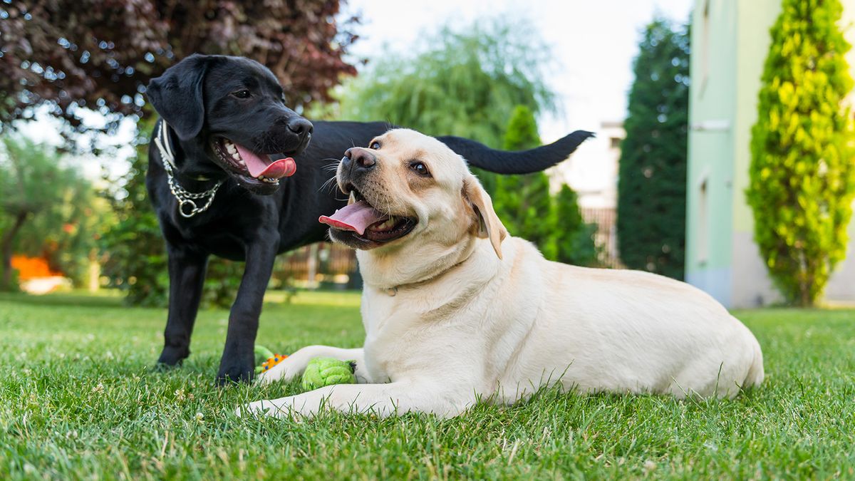 when did dogs arrive in north america