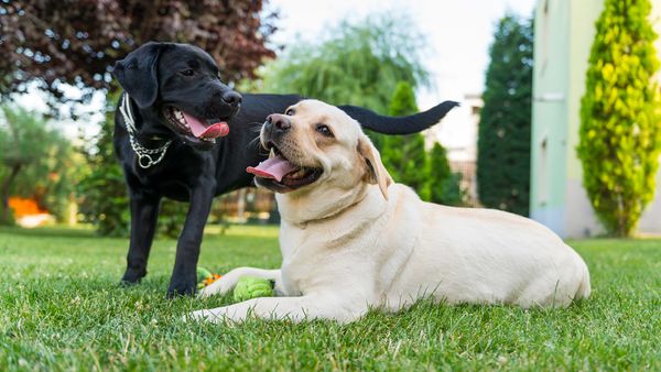 Dog retrieves outdoors with loving pets.