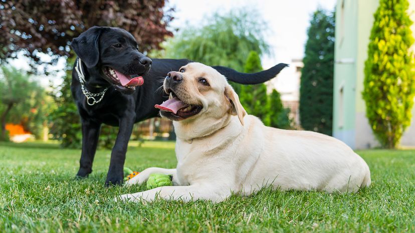 labrador retrievers