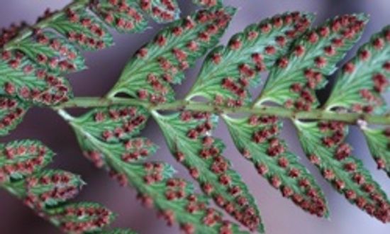 What house plants can cause allergies?