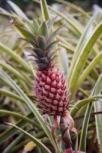 Ananas varieties canturn pink in bright light. Seemore pictures of bromeliads.
