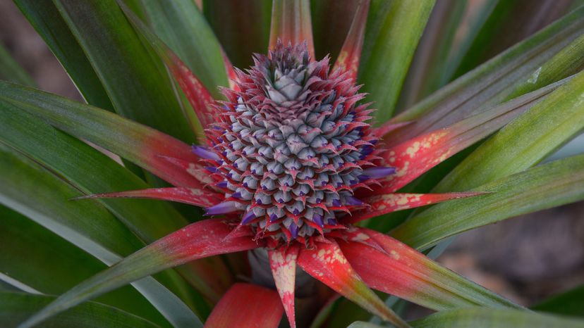 A pink ananas