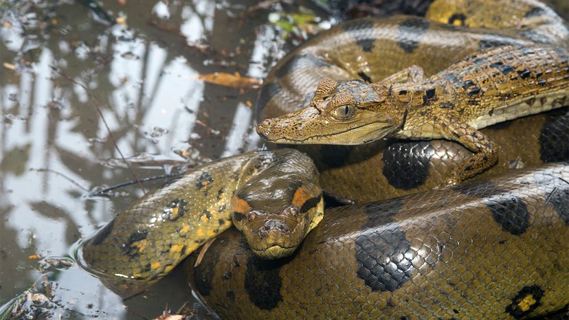 anaconda vs human