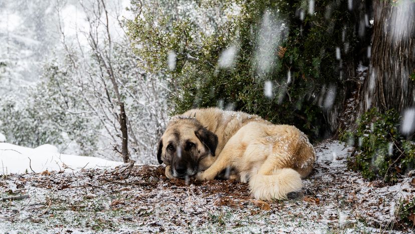 Anatolian Shepherd Dog