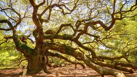 Massive 'Angel Oak' Has Witnessed 500 Years of South Carolina History - Vimarsana News
