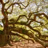 Massive 'Angel Oak' Has Witnessed 500 Years of South Carolina History
