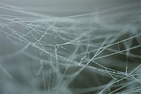 cobweb