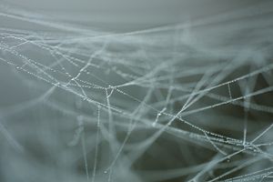 cobweb