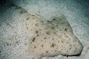 angel shark