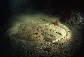 The angel shark buried at the bottom of the ocean floor