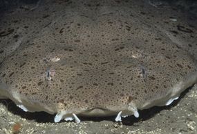 Facts: The Angel Shark, Quick facts about this bottom-dwelling ambush  predator! The angel shark (Squatinidae, Squatina, angelshark). Angel shark  facts! Many of these species are, By Deep Marine Scenes