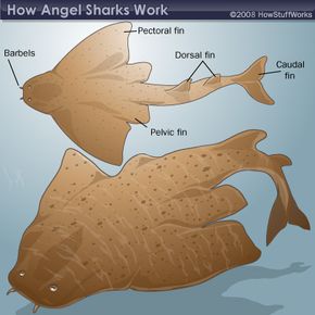 angel shark diagram