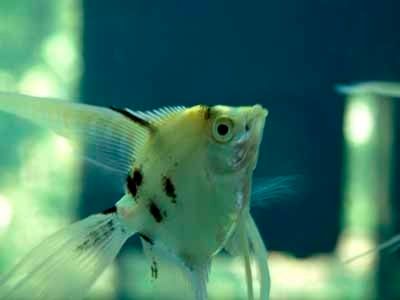 angelfish