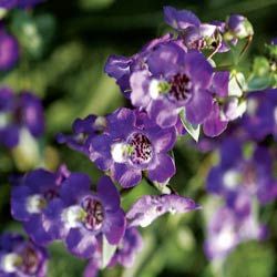 Group of purple angelonia