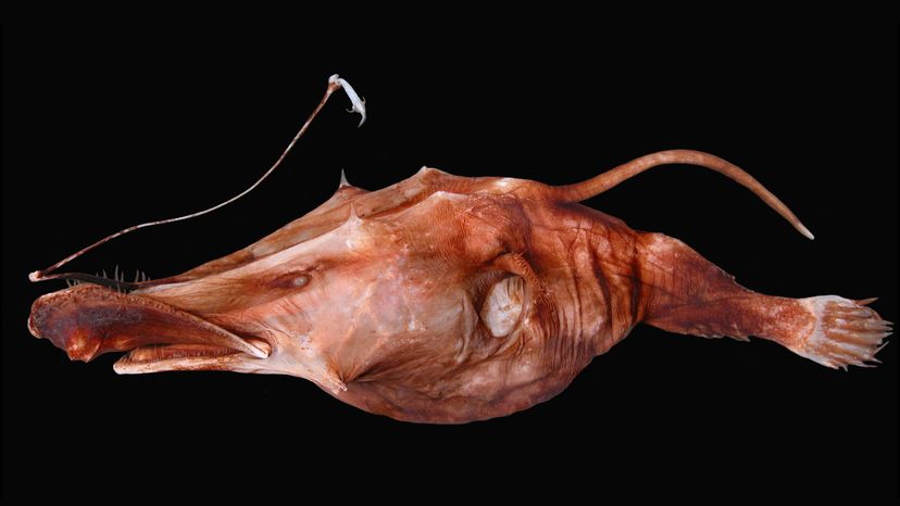 anglerfish	