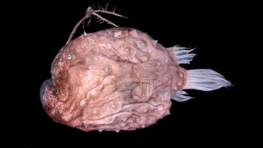 The Deep-ocean Anglerfish Catches Prey With the Lure on Its Head