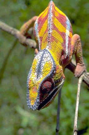 Chamaeleo pardalis, a chameleon species found in the forests of Madagascar. Chameleons can produce a wide range of colors and patterns on their skin, but they do this primarily to express mood, not to blend in with different environments.