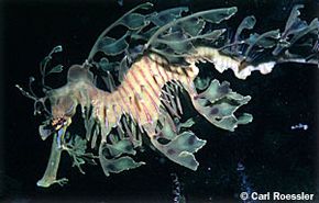 A leafy sea dragon, photographed off the coast of Australia. Leafy sea dragons have developed flowing appendages and vivid coloration that lets them blend in with the undersea plant life in their environment.