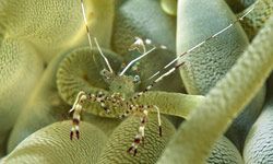 A small shrimp hiding among the stinging tentacles of a sea anemone.