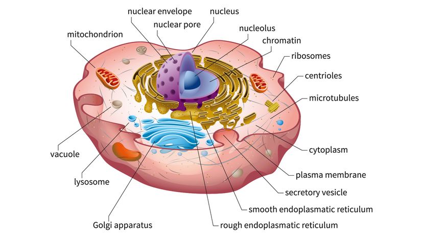 vacuole in animal cell