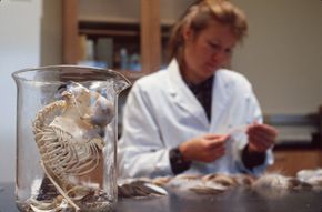 A bird skeleton sits in a jar at the U.S. Fish and Wildlife Service Forensics Laboratory as investigators examine evidence.