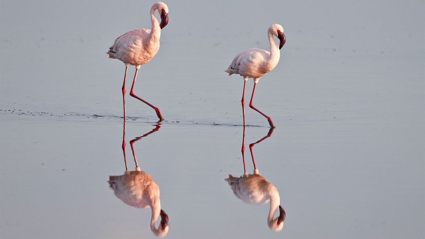 lesser flamingo