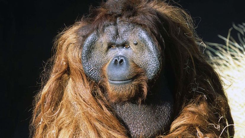 Ken Allen orangutan