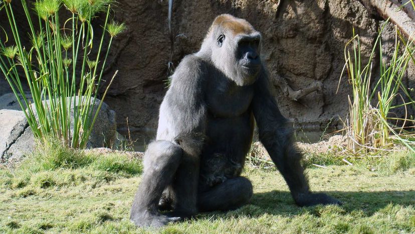 Evelyn lowland gorilla