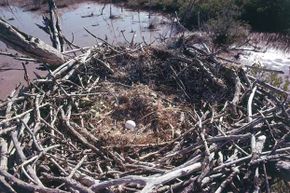 A bald eagle egg