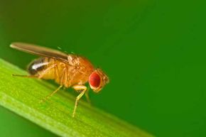 Strangely, this fruit fly (perched on a blade of grass) has sperm that is 1,000 times longer than a man's sperm.