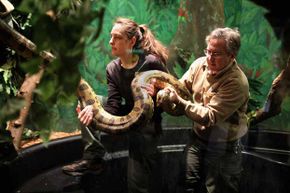 Franklin Park Zoo's male green anaconda, which is 11 years old, 12 feet long and weighs a relatively light 50 pounds, gets a routine checkup from its zookeepers in Boston.