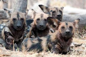 No canine is left behind when it comes to the African wild dog packs. They feed their young, sick and old.