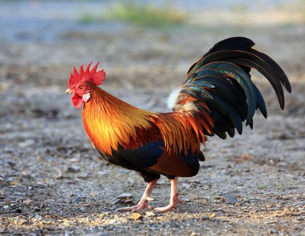 rooster