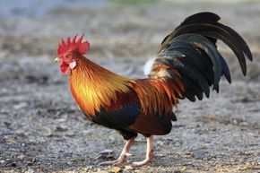 Was this rooster a rooster when it hatched?