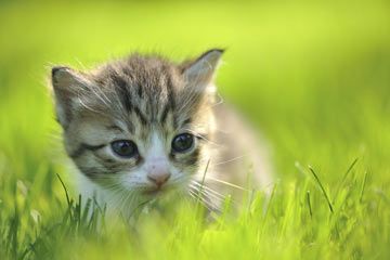 cute kitten