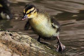 Building on the research of Konrad Lorenz, researchers have found that the harder mallard ducklings work to follow what they think is their mother, the stronger the imprinting effect.