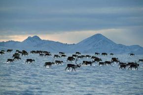 Porcupine caribou herd migrating